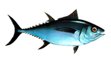 吞拿鱼先生方形  - logo.png