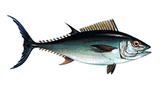 吞拿鱼先生方形  - logo.png