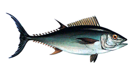 species_northern2.jpg