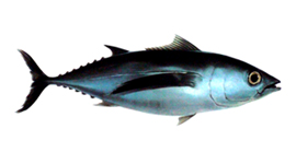 species_albacore2.jpg