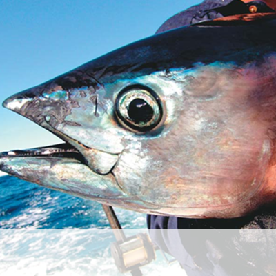 tuna大眼金槍魚bigeye tuna鰹魚bonito劍魚sword fish樂淘鮮nautilus